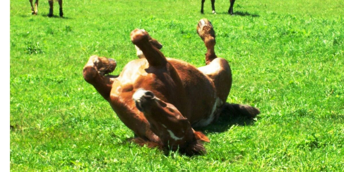 Horse Paddock Grass-Pasture Management