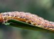 Armyworm turf eating insects