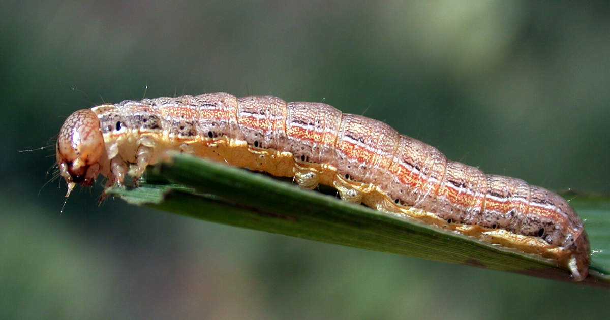 Armyworm turf eating insects