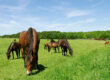 4 Tips to Maintain Your Horse Paddock