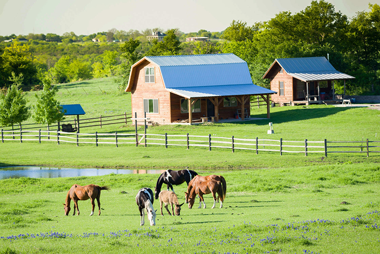 4 Tips to Maintain Your Horse Paddock 2