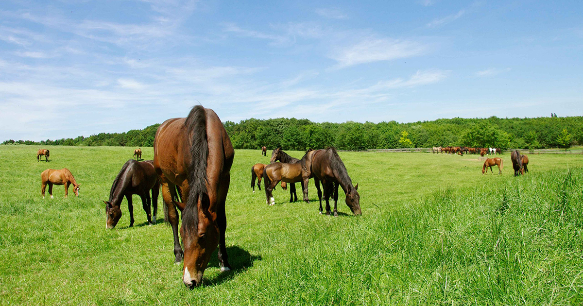 4 Tips to Maintain Your Horse Paddock