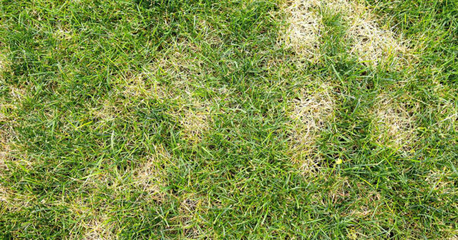 A Guide To Detecting And Eliminating African Black Beetles From Your Lawn 3