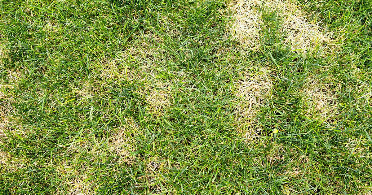 A Guide To Detecting And Eliminating African Black Beetles From Your Lawn 3