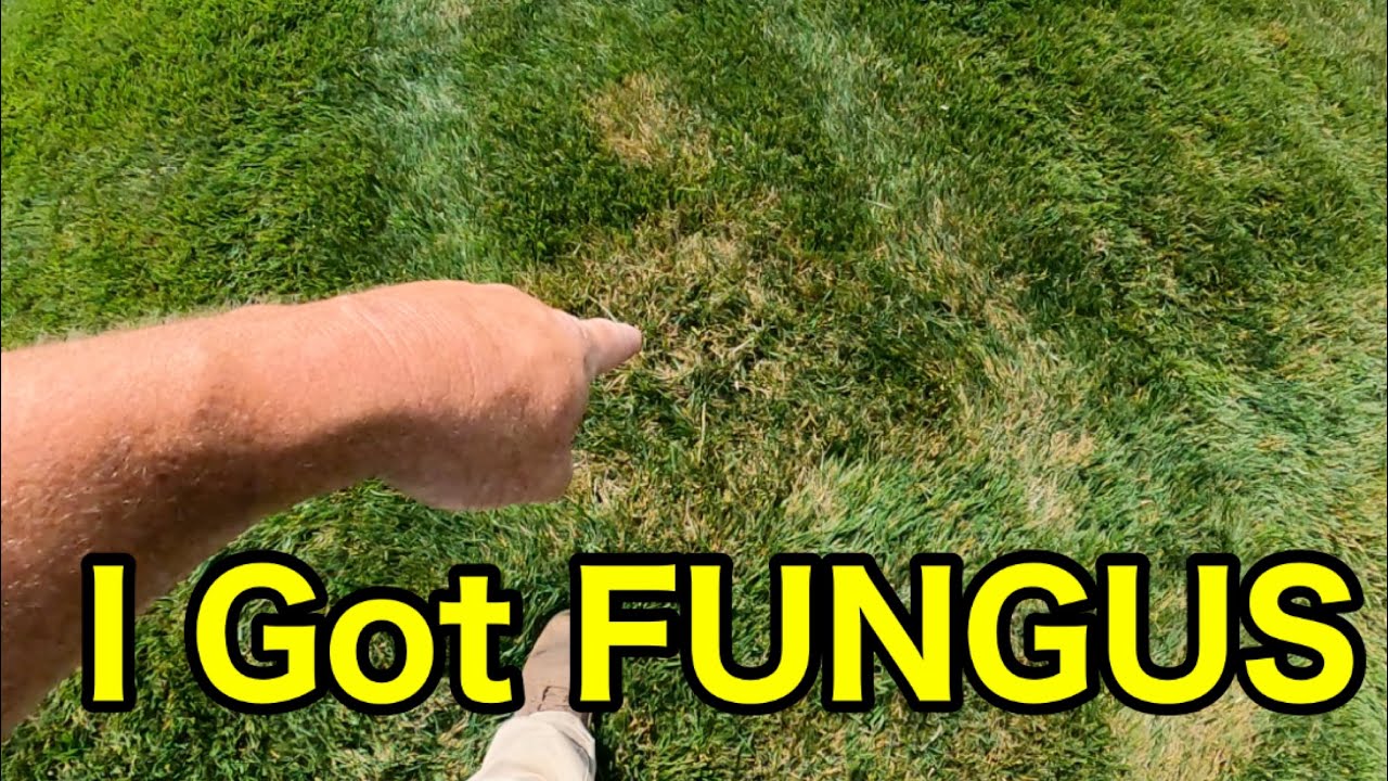 Lawn Fungal Diseases Causes, Symptoms, And Treatment Plan 2