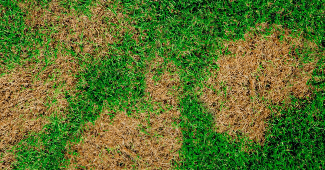 Lawn Fungal Diseases Causes, Symptoms, And Treatment Plan copy