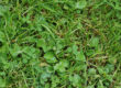 5 Tips On How to Get Rid of Weeds in Your Lawn