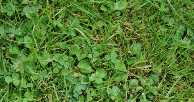5 Tips On How to Get Rid of Weeds in Your Lawn