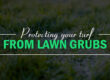 7 Signs your Lawn has Grubs & how To Naturally Eliminate them from Your Garden 2