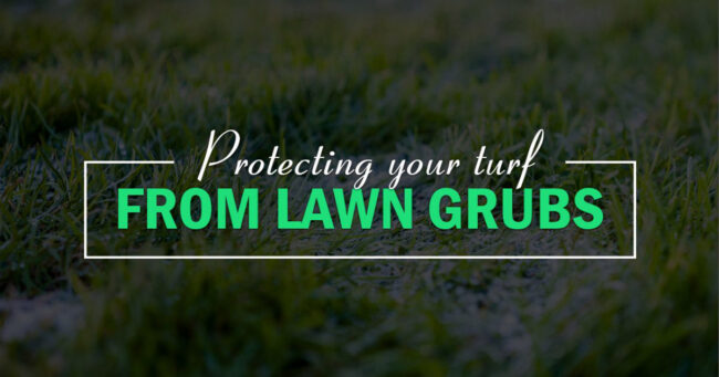 7 Signs your Lawn has Grubs & how To Naturally Eliminate them from Your Garden 2